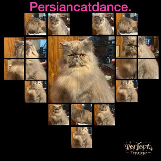 GRC Kim Seokjin of Persiancatdance