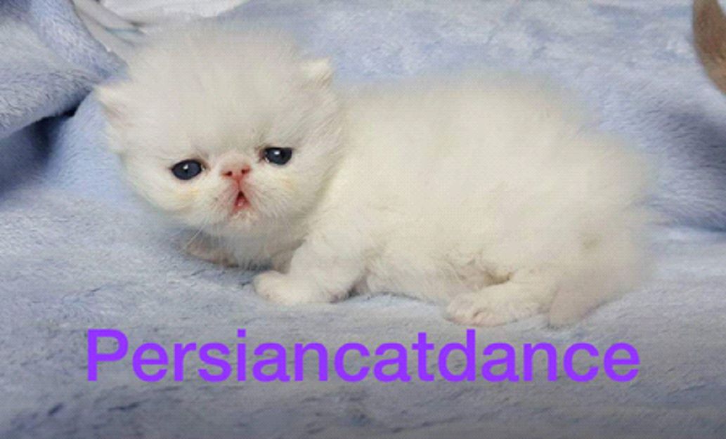 DGC Vulcats Min Yoongi of CatDance/CF