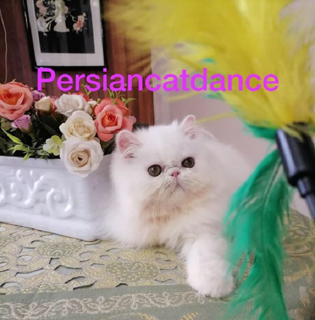 DGC Vulcats Min Yoongi of CatDance/CF