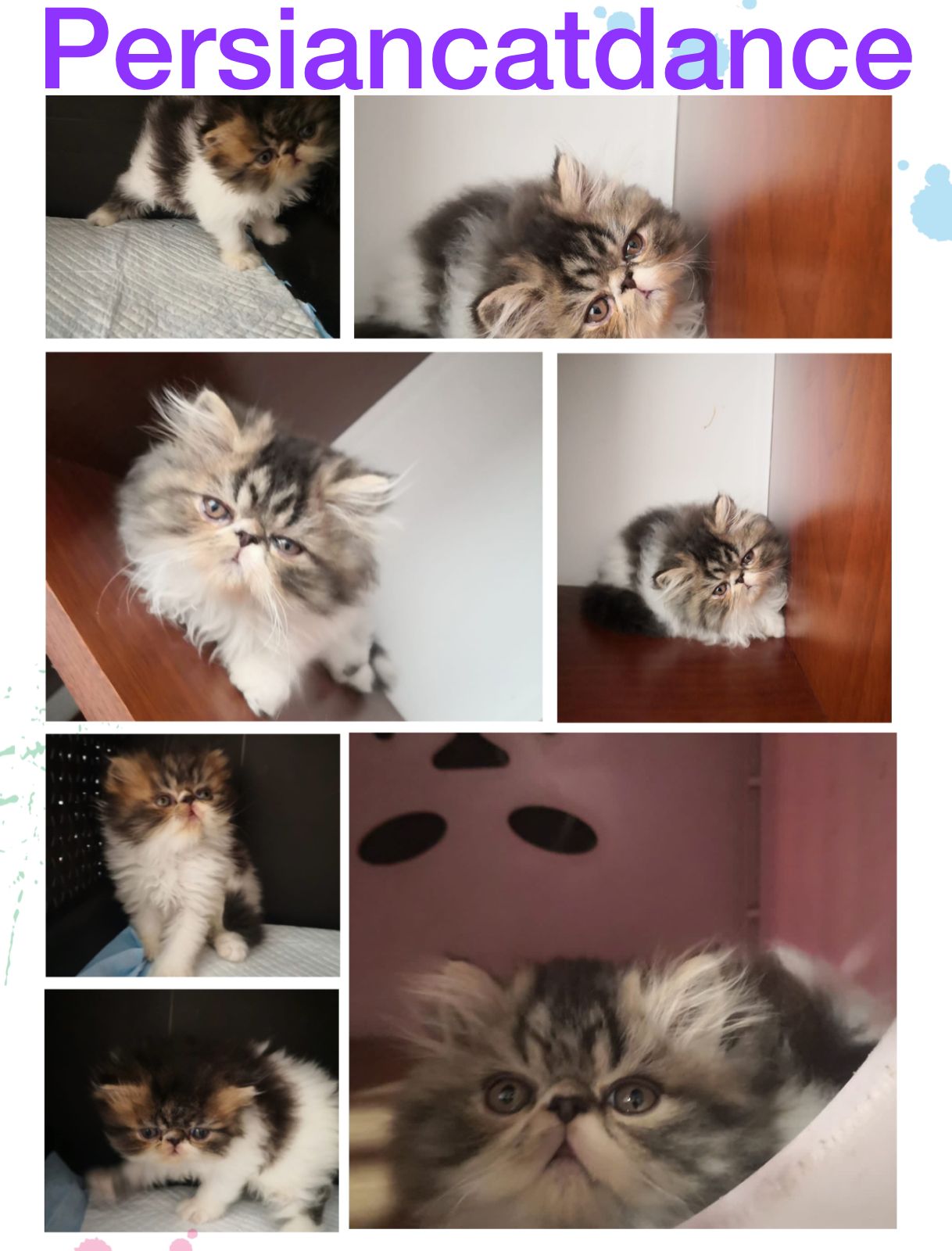 GRC Kiara Sunghoon of Persiancatdance