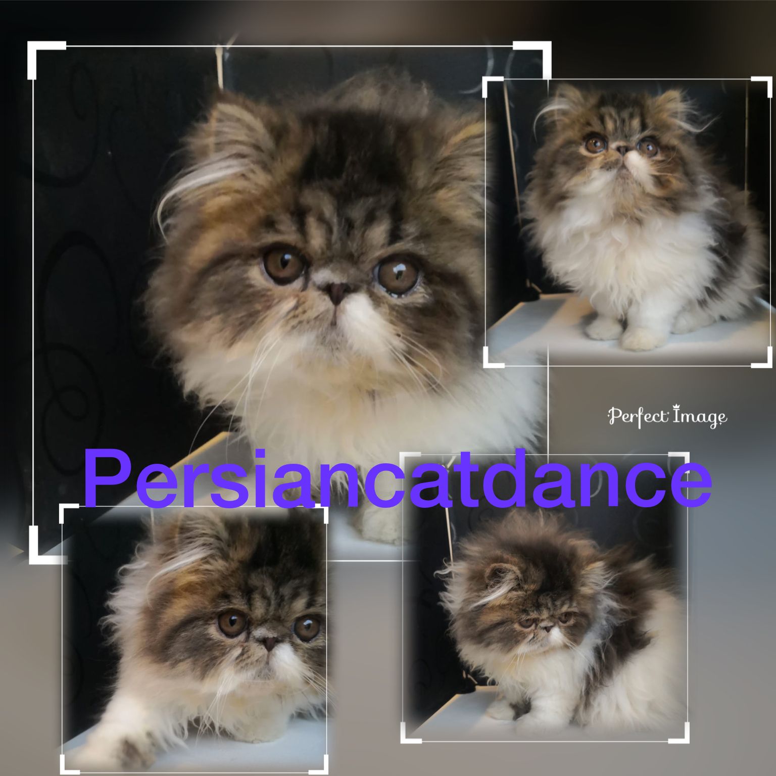 GRC Kiara Sunghoon of Persiancatdance